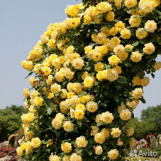 Саженцы плетистой розы