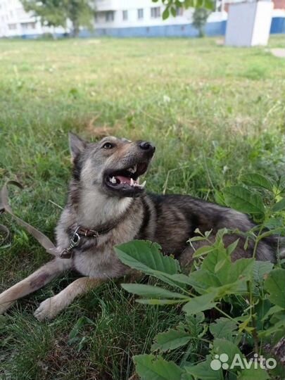 Лана