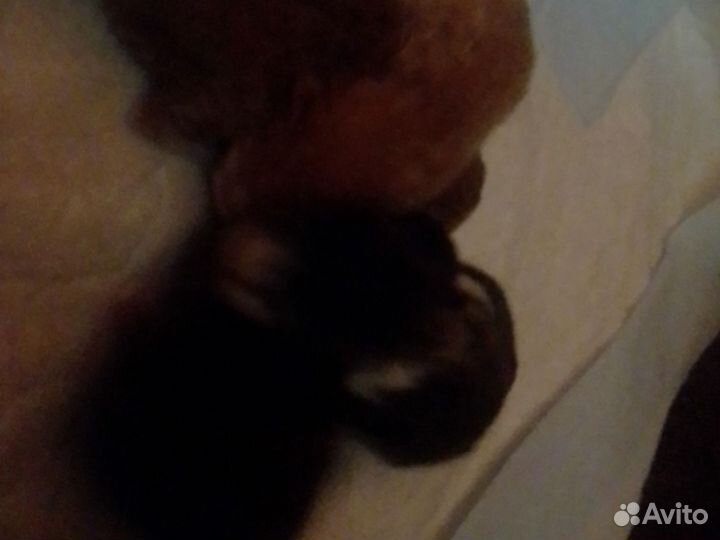 Домашние животные бесплатно коты