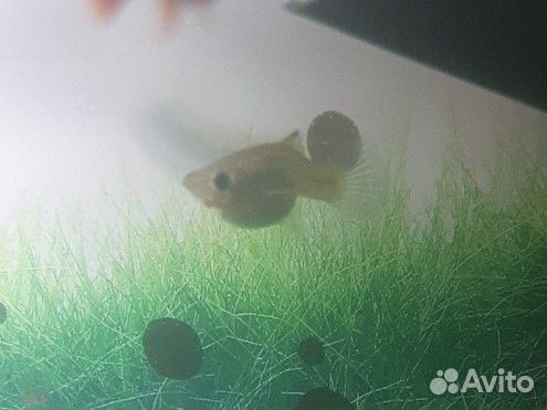 Самки гуппи бесплатно