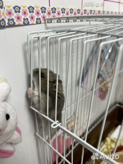 Джунгарский хомяк