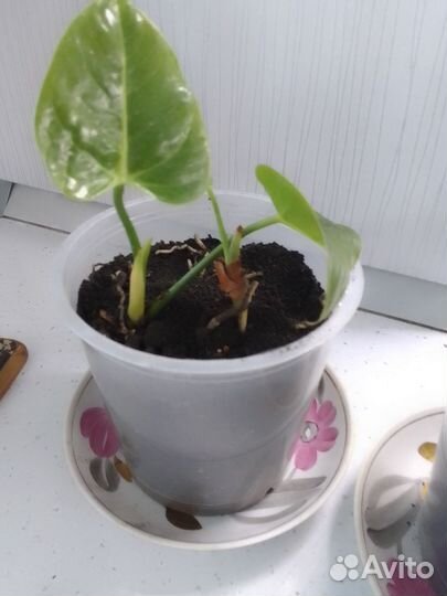 Антуриум белый