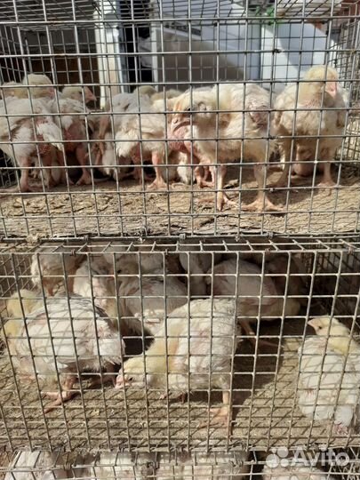 Куры бройлеры