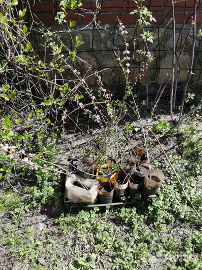 Миндаль трехлопастный, вишня, слива