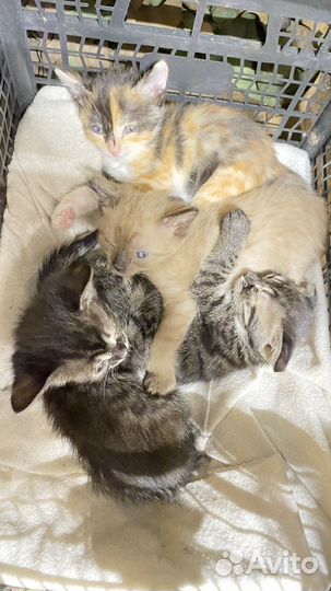 Котята от бенгальской кошки