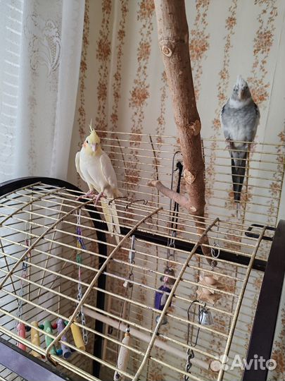 Попугай корелла ручной