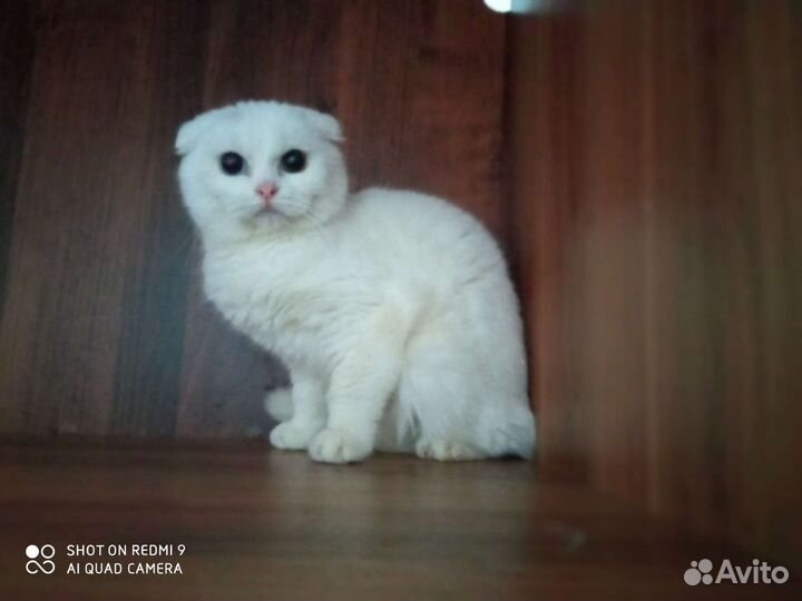 Разноглазый белый кот 1.5 г. развязан