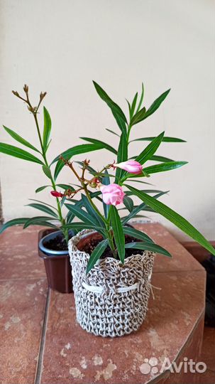 Олеандр розовый