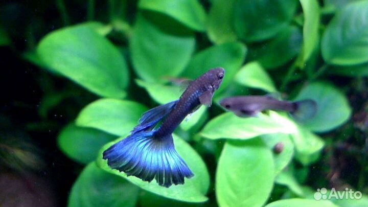 Сортовые гуппи, чистые линии