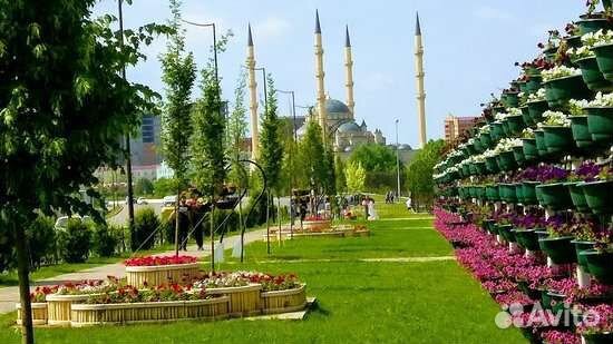 Экскурсии, Гид по Чечне