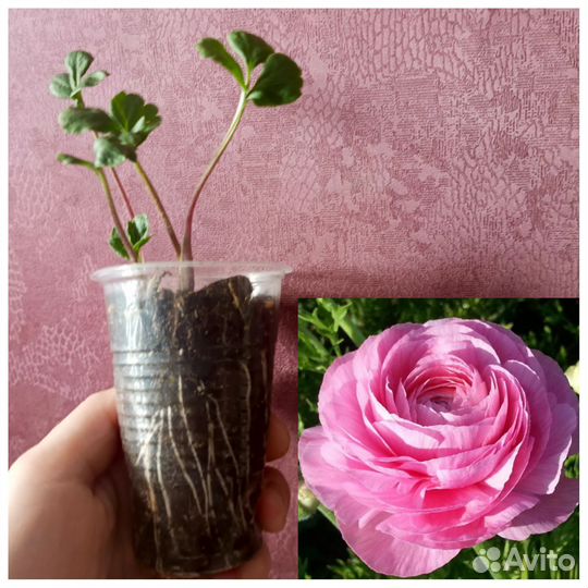 Ранункулюс