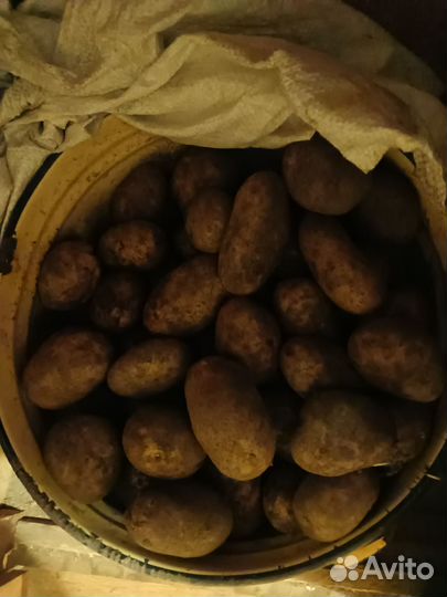 Продам картофель домашний