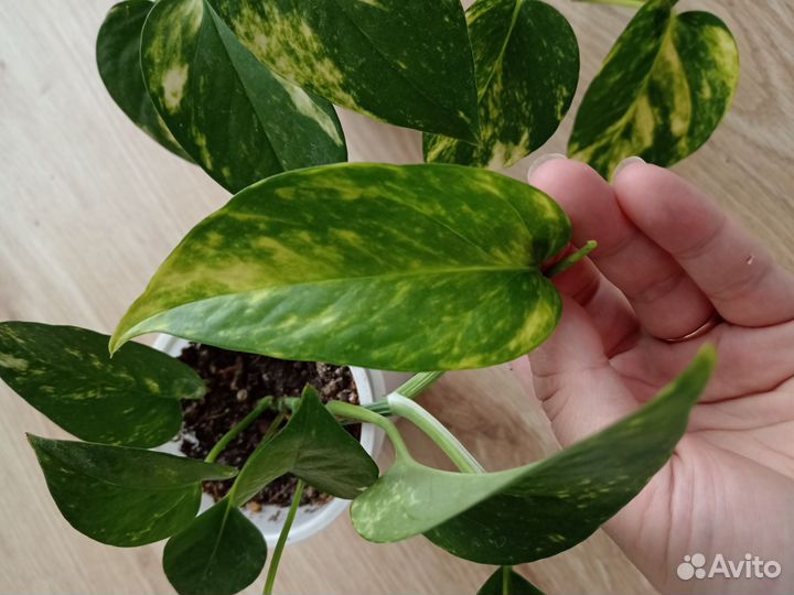 Комнатные цветы эпипремнум