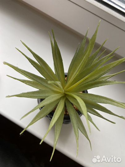 Искусственный цветок суккулент