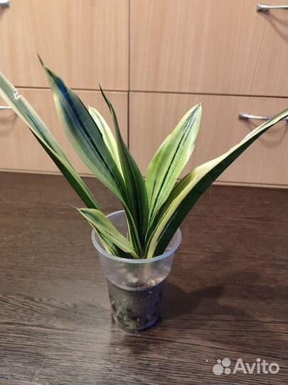 Сансевиерии Golden