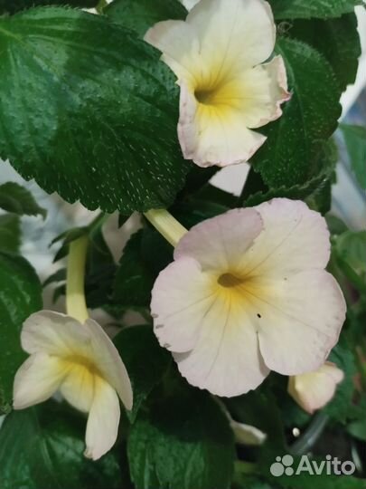 Ахименесы, колерия, эписции