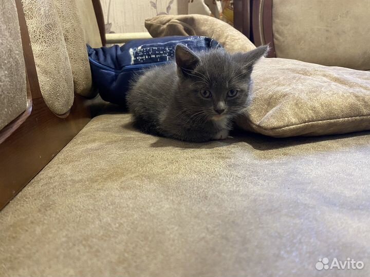 Котейка британец