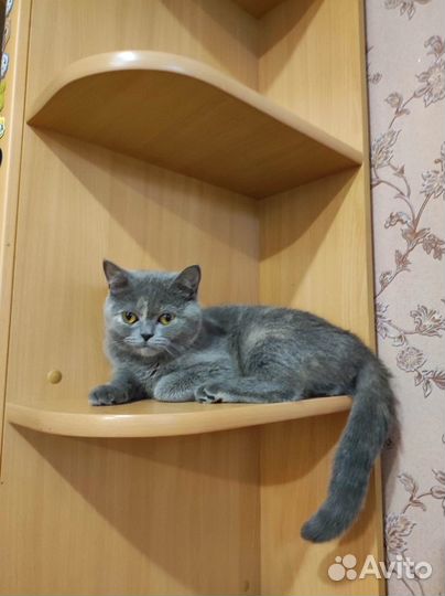 Кошечка Фофа (британка)