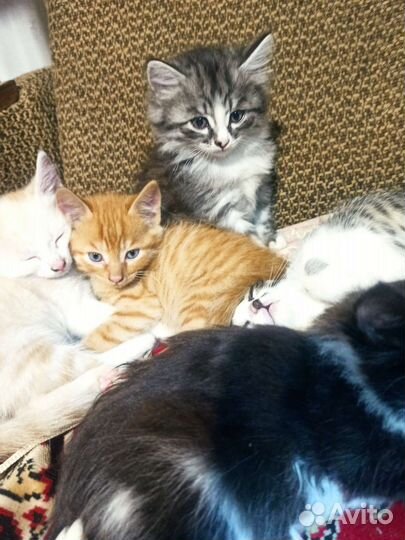 Котята