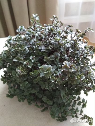 Комнатные цветы