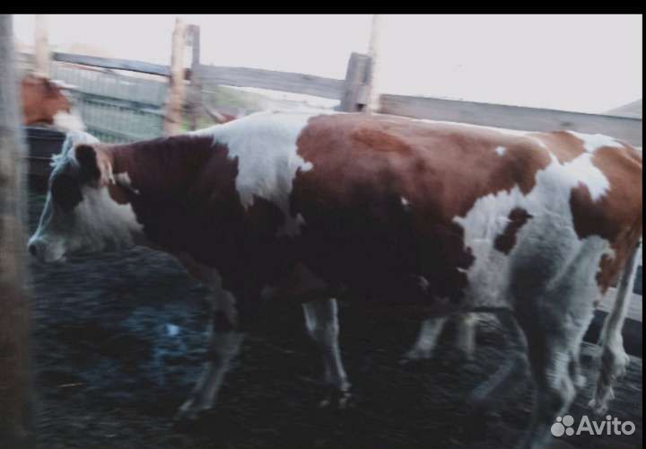 Телки стельные