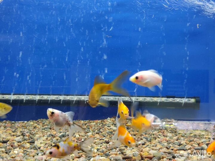 Аквариумные рыбки