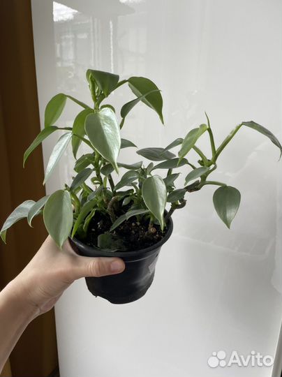 Филодендрон сильвер квин