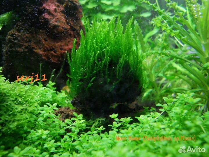 Мхи и Буцефеландр