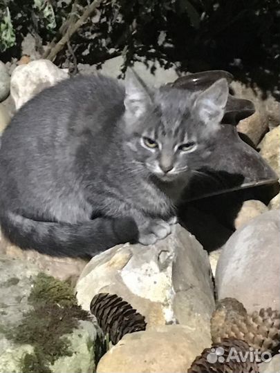 Британская серая кошка
