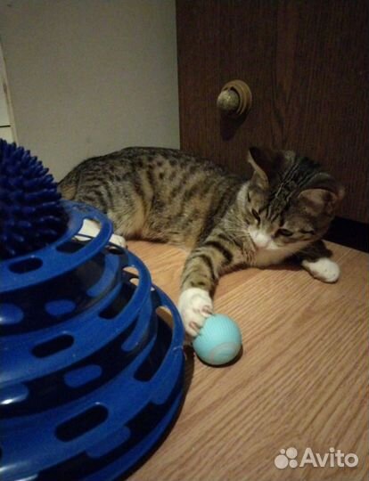 В связи с переездом котик ищет дом