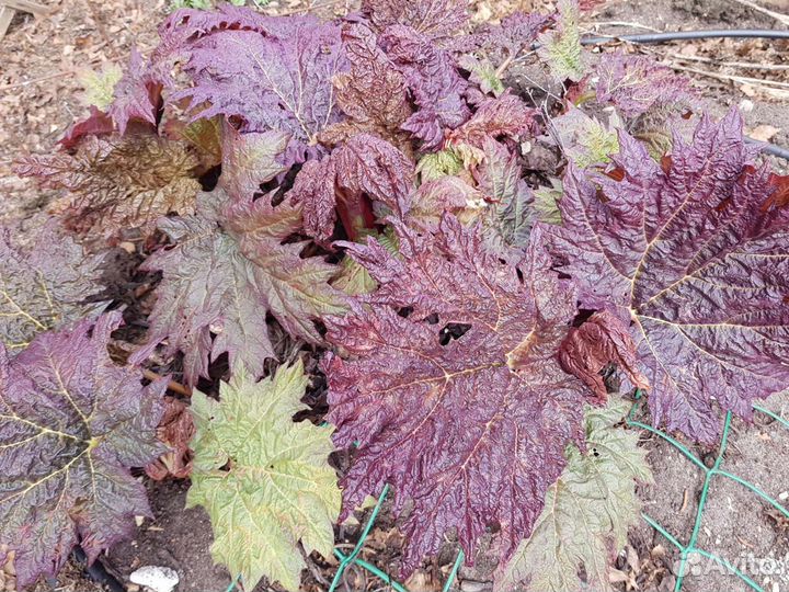 Стебли - ревень, любисток
