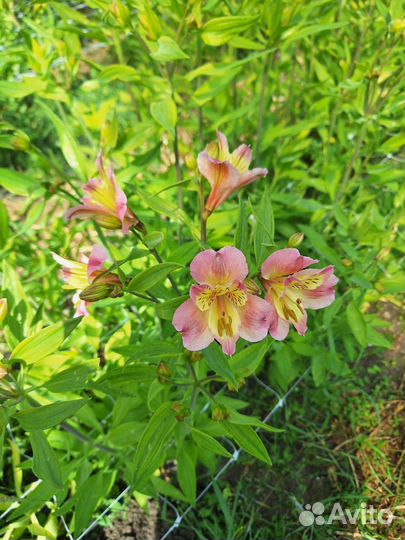 Альстромерия