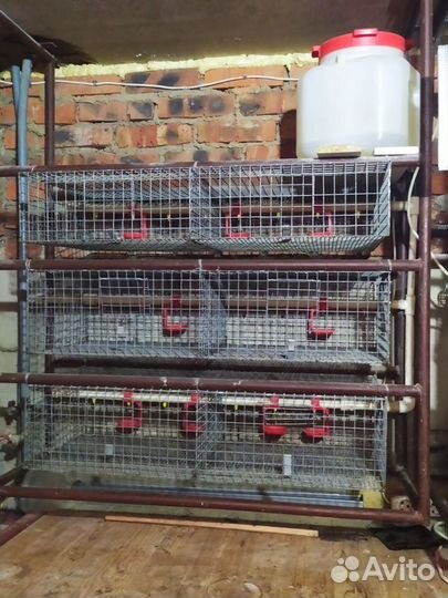 Клетки для птенцов и перепелов