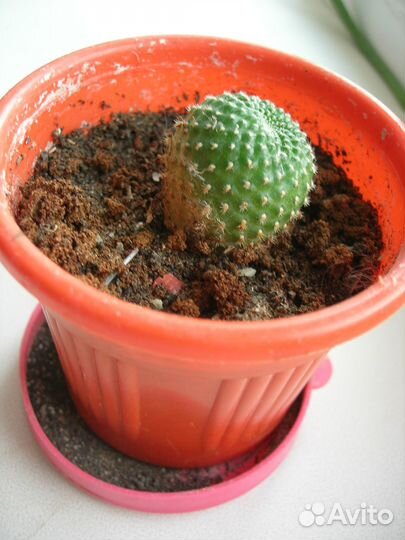 Кактус ребуция