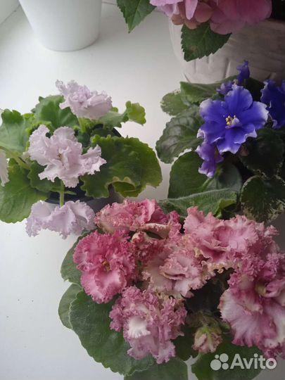 Фиалка в горшках