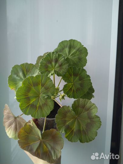 Пеларгония