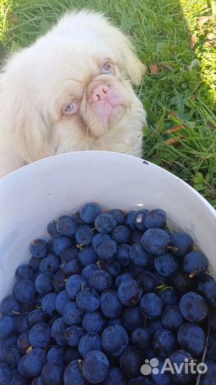 Вязка с редким альбиносом,один единственный