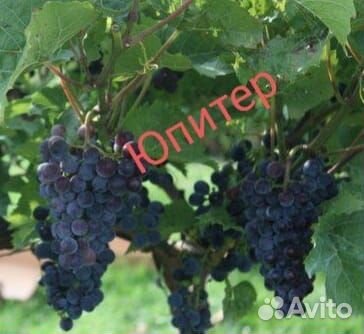 Саженцы винограда