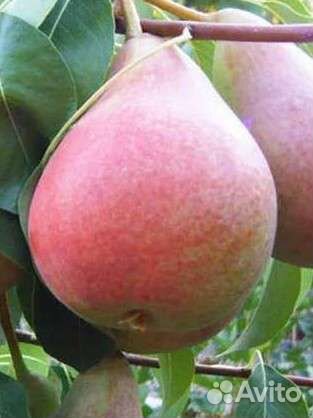 Саженцы груши двухлетние