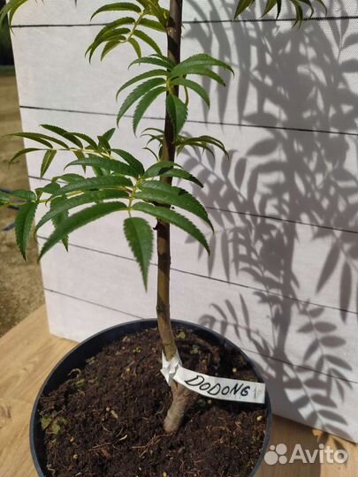 Рябина декоративная