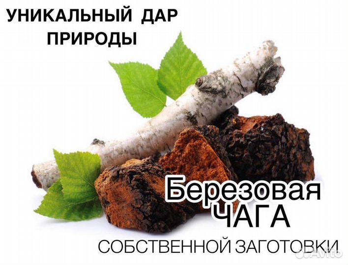 Чага сухая, березовая