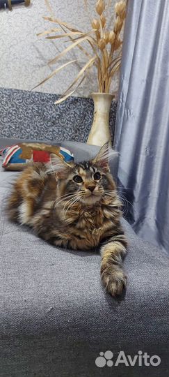 Котенок Мейн-кун продажа