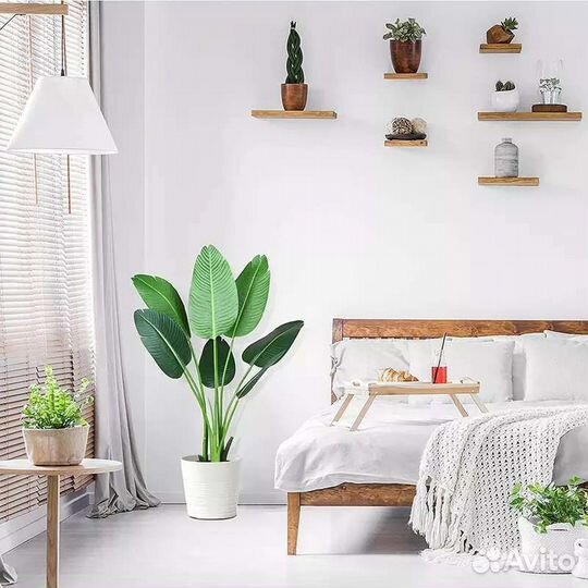 Пальма банановая монстера юкка драцена фикус