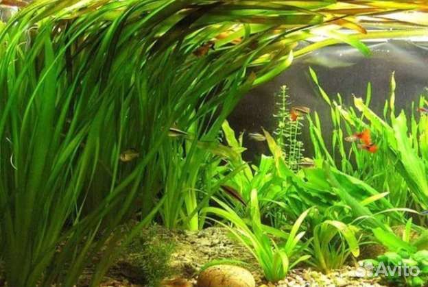 Аквариумные наборы растения гуппи