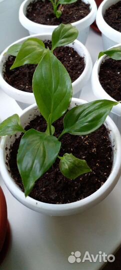 Спатифиллум(женское счастье