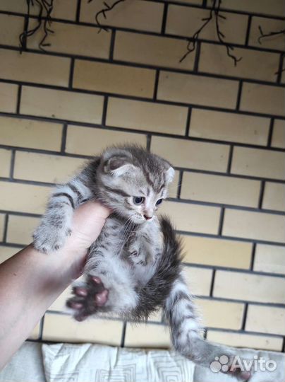 Котята от породистой кошки бесплатно