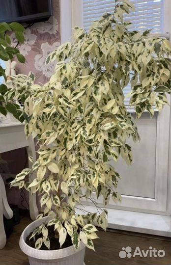 Фикус Твилайт, Бафт, Вианди