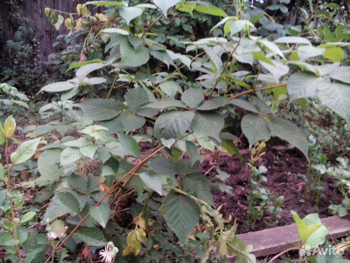 Саженцы ежевики садовой