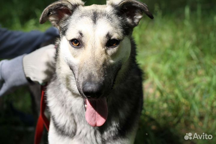 Игривый щенок ищет дом