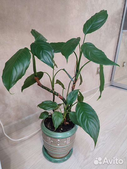 Комнатные цветы фикусы и другие